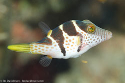 BD-111129-Raja-Ampat-5559-Canthigaster-valentini-(Bleeker.-1853)-[Valentin´s-sharpnose-puffer].jpg